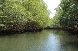 Manglares, Mangrove: Bahia de Taco.